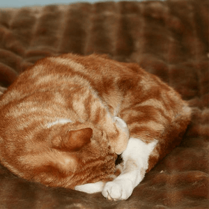 honey cat asleep on minimink honey faux fur blanket
