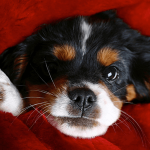 small dog wrapped in cherry red minimink faux fur blanket