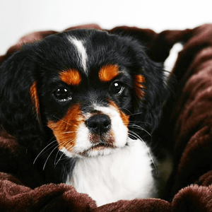 small dog on chocolate faux fur blanket