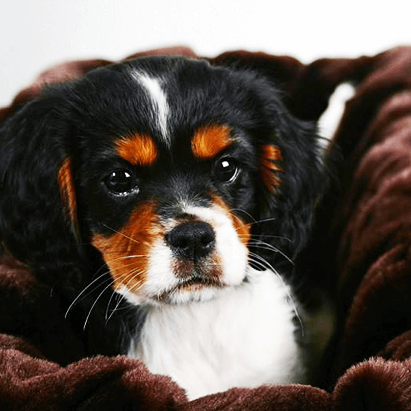 small dog on chocolate faux fur blanket