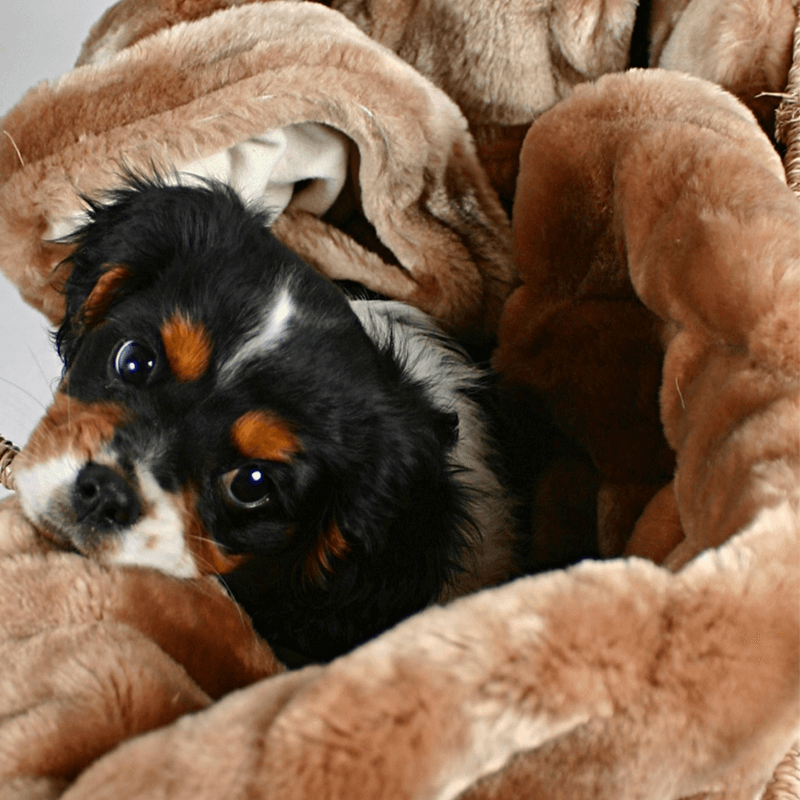 small black dog snuggled in honey faux fur blanket
